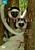 Madagascar Natural History DVD