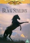 The Black Stallion [1979]