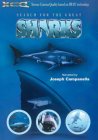 Search For The Great Sharks [1999]
