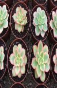 How To Grow Plants In Containers