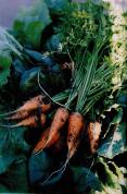 How To Grow Vegetables