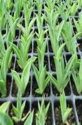How To Propagate