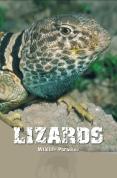 Wildlife Paradise - Lizards