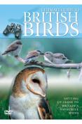Ultimate Guide To British Birds