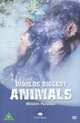 Wildlife Paradise - Worlds Biggest Animals