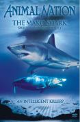 Animal Nation - Mako Sharks
