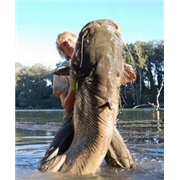 National Geographic - Fish Warrior [DVD]