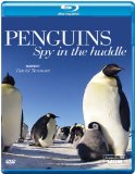 Penguin Spy in the Huddle [DVD] [Blu-ray]