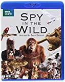 Spy in the Wild (BBC) (2-disc) [Blu-ray]